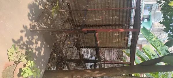 Metal Cages For Sale