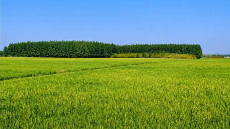 Farm Land East Facing 9600 Sqft With Mango Coconut Trees Free Maintenance