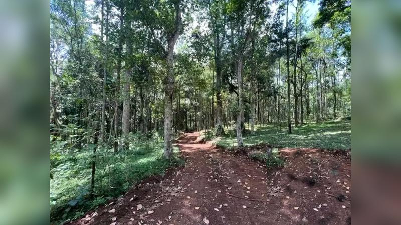 Agree Land– 4 Acre Farm Land Near Kodaikanal Waterfalls