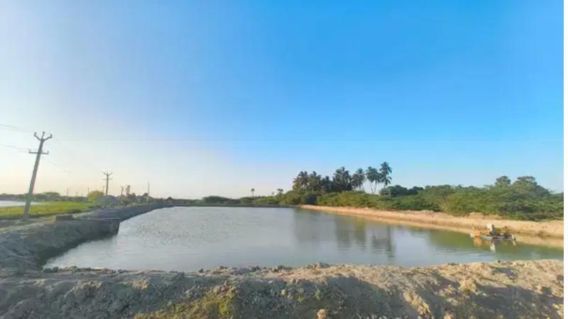 Fully Developed 60x60 Prawn Shrimp Farm With Ponds And EB Connection