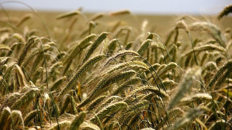 Rising Wheat Flour Prices Impact FMCG Growth in Rural India, Slow Urban Market Growth