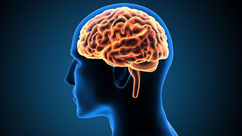 Human Brain Processes Information at Just 10 Bits Per Second, Study Finds