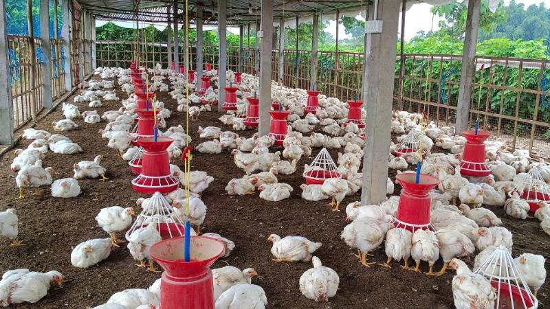 Bird Flu Mutates, Poses Pandemic Risk as It Spreads Among Animals