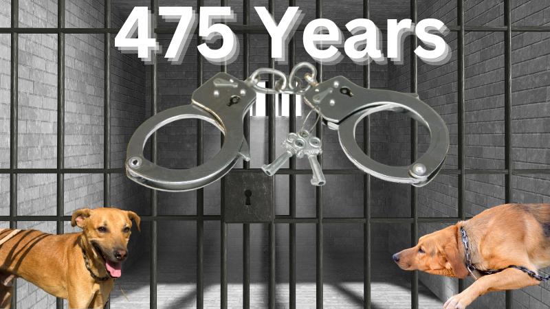 Unprecedented Sentence: Georgia Man Gets 475 Years for Dog Fighting and Animal Abuse