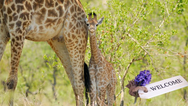 Baby Giraffe Born at Maryland Zoo as Keepers Surprised by Hidden Pregnancy