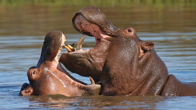 Hutto Celebrates World Hippo Day: A Quirky Town's Love for Its Beloved Mascot