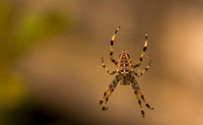 British Man Survives Flesh-Eating Disease After Deadly Spider Bite