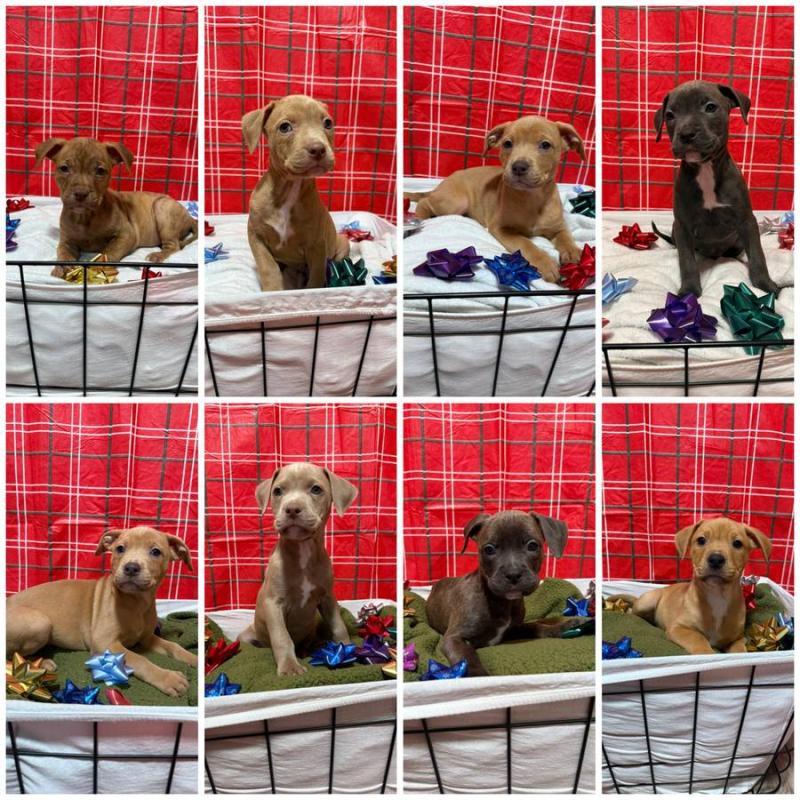 Puppy in need of home (Laurel)