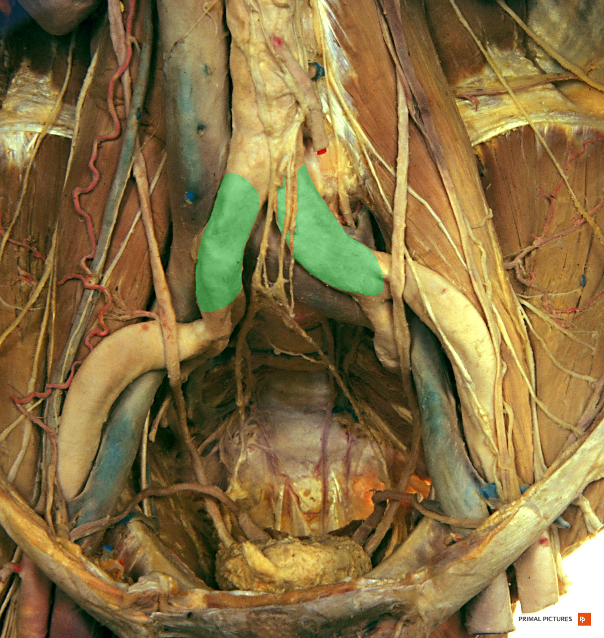 Posterior abdominal and pelvic walls viewed from the front