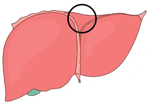 Liver Anatomy Diagram