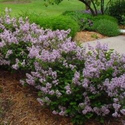 Syringa_Palibin_DEDDE0869F98C