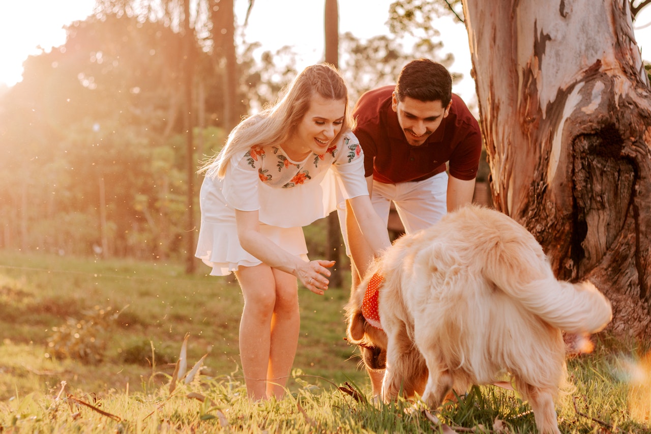 pet custody