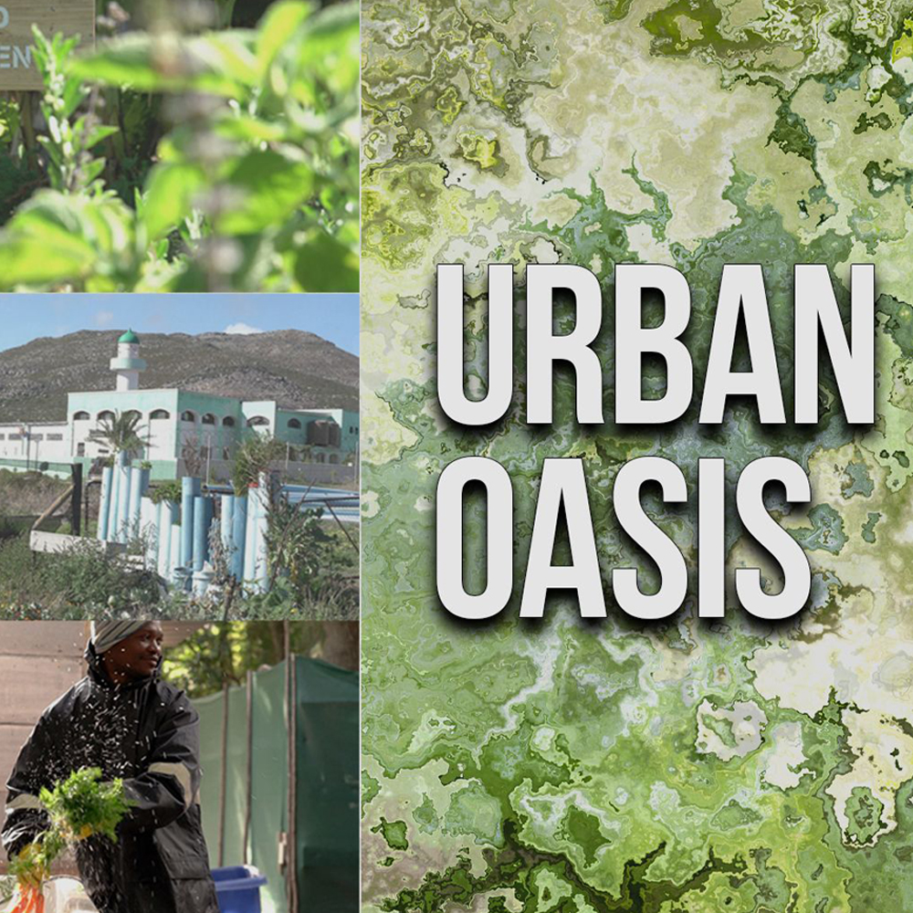 Urban Oasis
