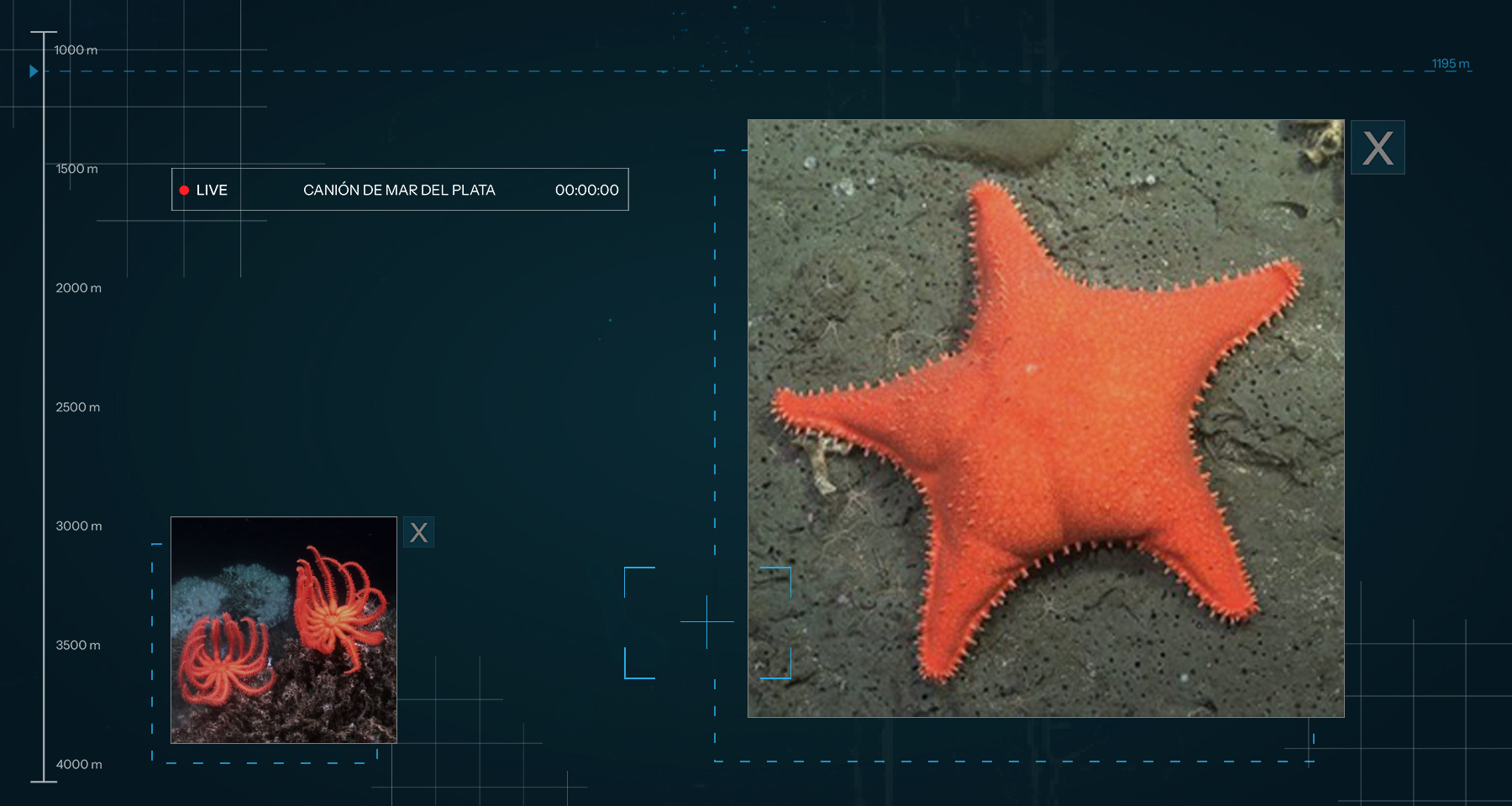 How to Battle the Algorithm with a Starfish