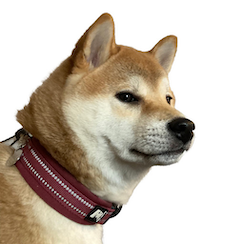 Watchdog - AI-Enhanced End-to-End Process for News