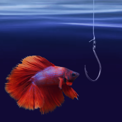 Get Hooked to FAZ.NET with the OIMS AI Segmentation Model