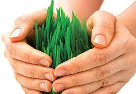 Agricultural Insurance Market