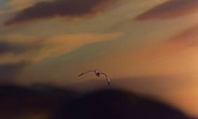 Screenshots from the 1977 Disney cartoon The Rescuers