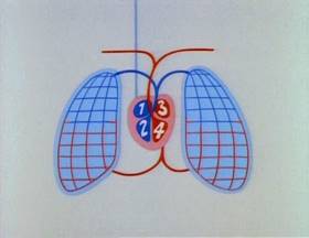 Screenshots from the 1979 Focus Design, Inc. cartoon Do the Circulation