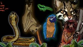 Screenshots from the 2009 Focus Design, Inc. cartoon The Rainforest