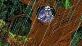 Screenshots from the 2009 Focus Design, Inc. cartoon The Rainforest