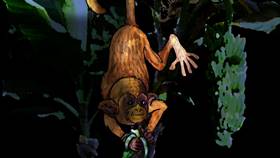 Screenshots from the 2009 Focus Design, Inc. cartoon The Rainforest