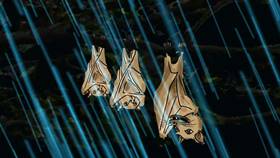 Screenshots from the 2009 Focus Design, Inc. cartoon The Rainforest