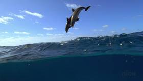 Screenshots from the 2012 United Plankton Pictures cartoon Patrick-Man!