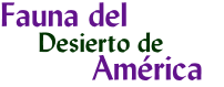 logo: titulo