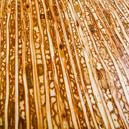Non-Toxic Decorative Wood Composite