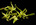 04 angcm calceolous