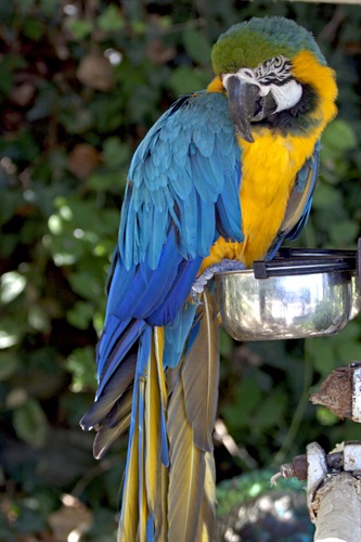 Tra le richieste stravaganti un pappagallo. 
Credits Eric Borda