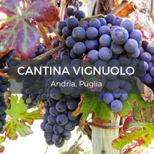 Cantina Vignuolo