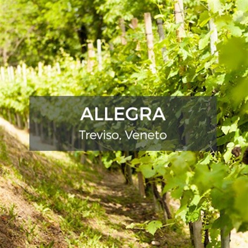 Allegra