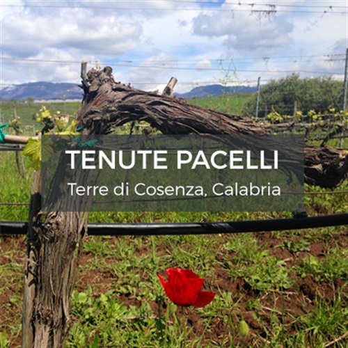 Tenute Pacelli
