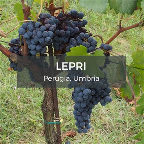 Lepri