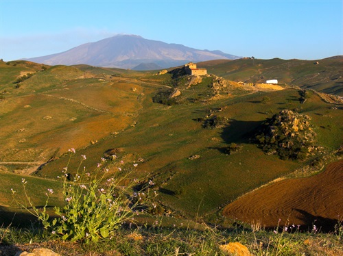 shutterstock_9930205 landscape for flowers of field on the background the volcano Etna.jpg