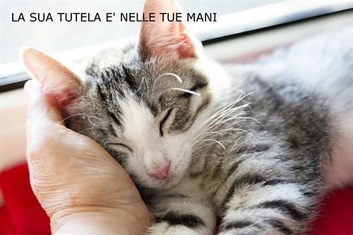 gattino e padrone CON TESTO.jpg