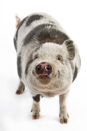 Monnezza - detta Monny