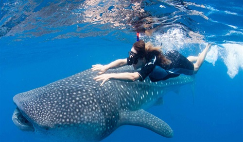 nuotare con lo squalo balena.jpg