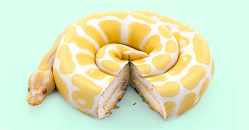 Il visual della copertina realizzato dall'illustratore messicano Paul Fuentes