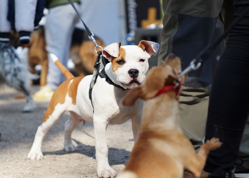 Inaugurazione mobility dog park di Amazon presso i Giardini Indro Montanelli (credit: Marco Ferrario)