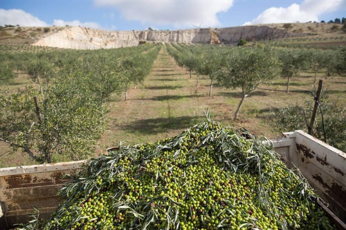 Piantagioni di Oilalà