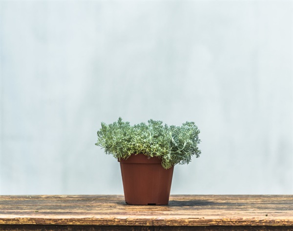 Artemisia lanata