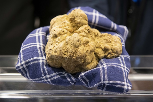 FieraTartufo@GiorgioPerottino per Getty Images