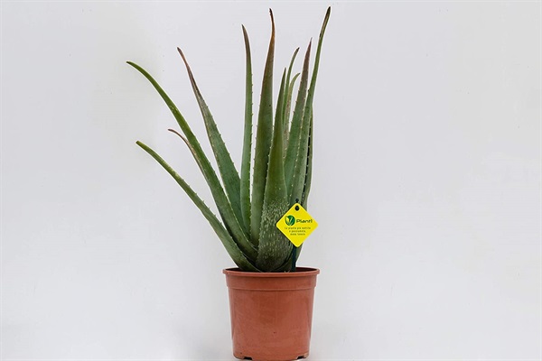 Pianta Aloe Vera.jpg