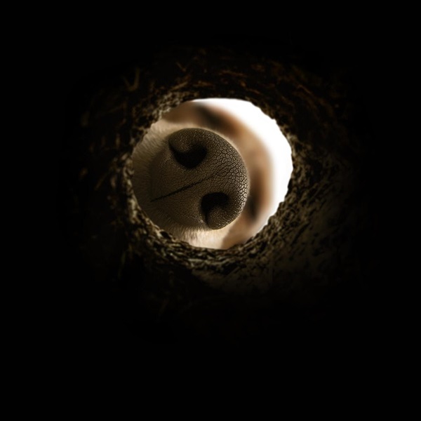 Tuber Primae Noctis 2020 - Invito