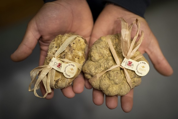 Credits Giorgio Perottino Getty Images for Ente Fiera Internazionale del Tartufo Bianco d’Alba
