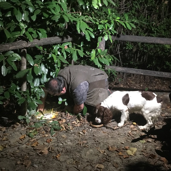 Tuber Primae Noctis 2020 - Cerca