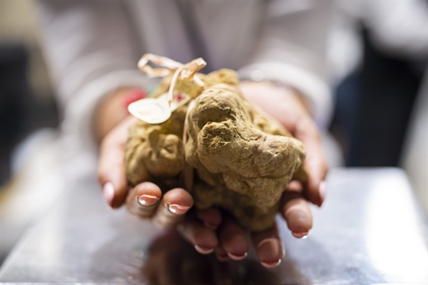 Credits Giorgio Perottino Getty Images for Ente Fiera Internazionale del Tartufo Bianco d’Alba 